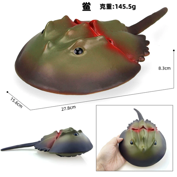 Horseshoe crab