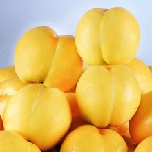 黄金油桃新鲜水果蒙阴黄桃整箱当季应季脆甜黄心桃一件代发