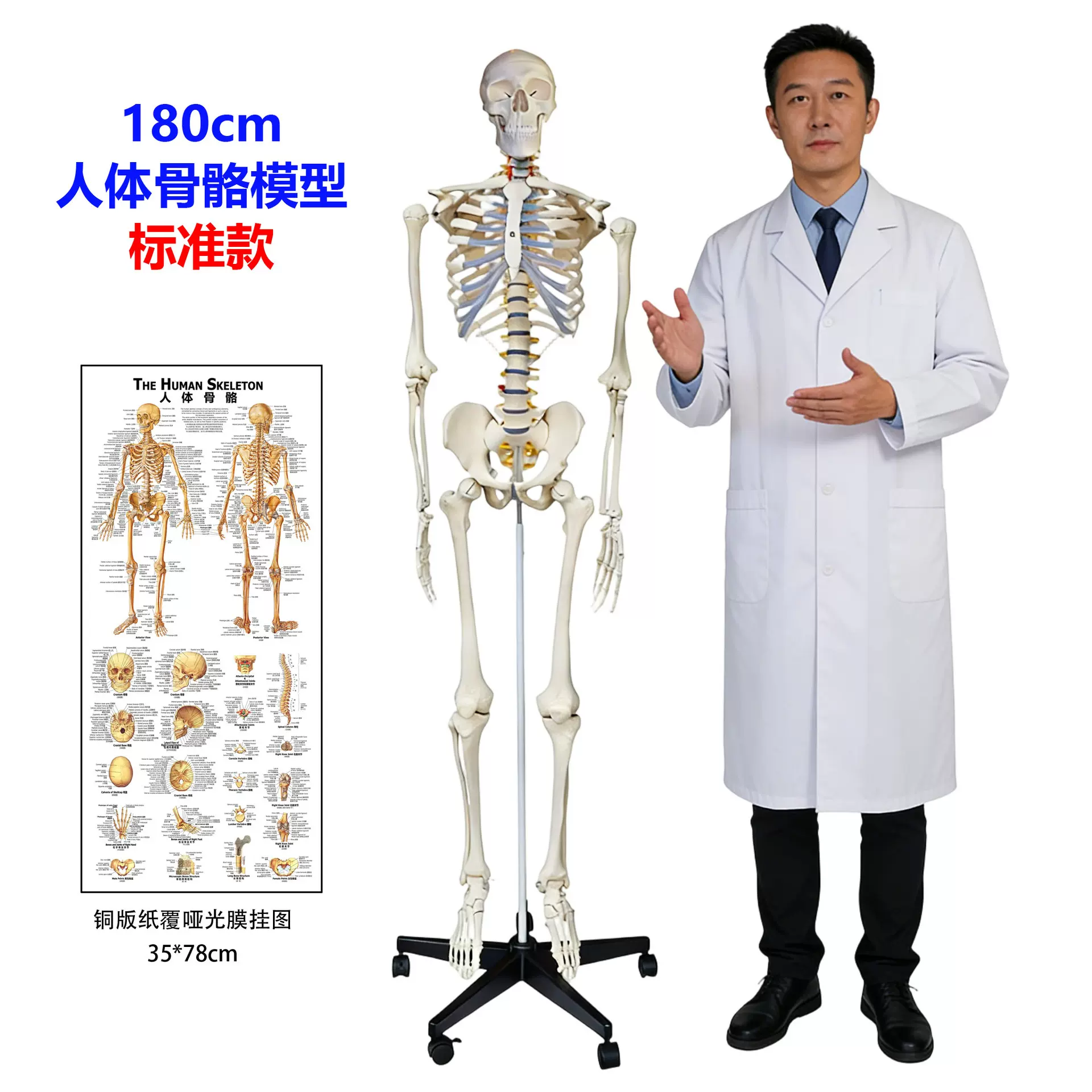 180cm人体骨骼模型标准骨架中英文挂图医学教学解剖演示展示高仿