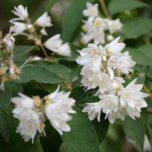 ���l���K���͸���С��޽ӹ���ľţ��С�繤�̾G����ľ