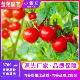 番茄种子红圣果樱桃小西红柿蔬菜种子盆栽菜园四季花圃番茄种籽