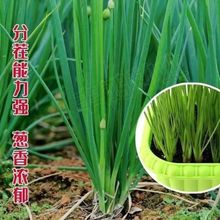 �ֶ��С�[�N���ļ�С���[�ϱ���������С���[�߲˷N��