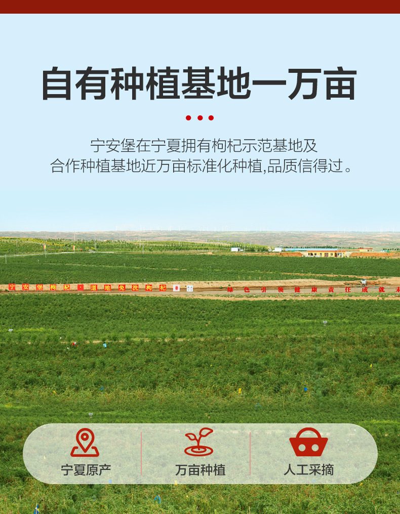 Ningxia Goji Berries Premium Grade Large Dried Red Wolfberry Ready to Eat quality and texture