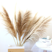 蒲苇带籽大芦苇草公蒲苇干花潘帕斯草蒲苇落地装饰橱窗婚礼摆件