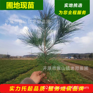 Northeastern Red Pine Saplings, Grafted Fruit Pine Trees, Evergreen Pine Trees, Brazilian Pine Nut Nut Saplings That Bear Fruit in the Same Year