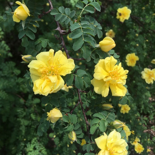 �S��õ���S��÷��t��õ��ͥԺ�G���ذ��ͺ��ͺ����̾G���t��÷��