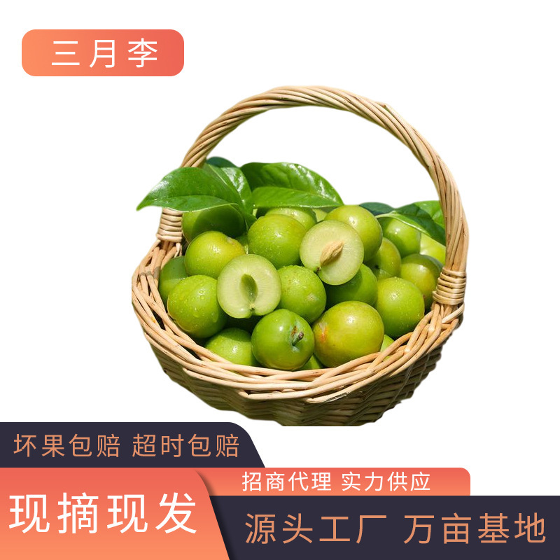 Fresh Seasonal Fruit March Plum 0.5kg / 2.5kg Sweet and Sour Plums for Pregnant Women with Paprika Powder