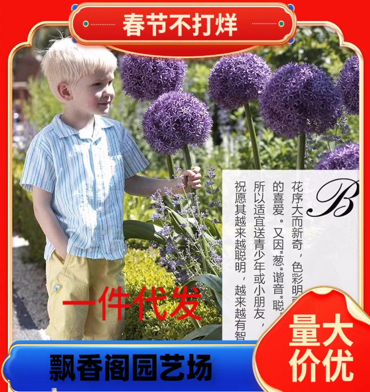 一件代发大花葱种球荷兰进口耐寒花卉盆栽植物庭院地栽大葱花球根