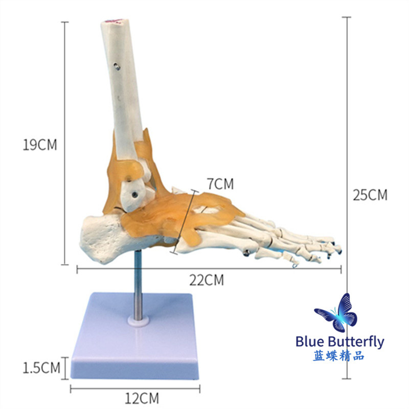 1:1�Źؽ�ģ�� ��������ؽ� �����㲿ģ�� ��ѧ��ѵר�ù���ģ��