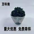 万年青干现货批发脱水蔬菜干泡面伴侣蔬菜包散装万年青菜干方便面