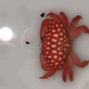 ��ˮ�^�p��ݮз/�»���з�{�_�ľ�з��ˮ���wɺ��