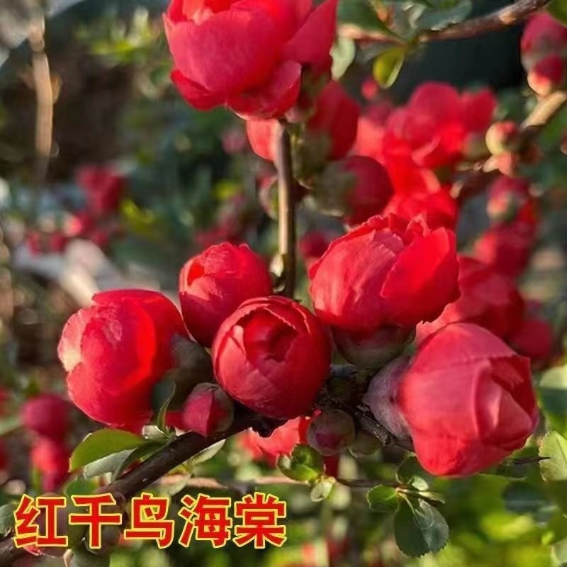 레드 밀레니엄 베고니아