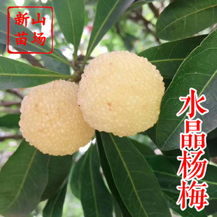 ˮ���ח�÷�� ��Ʒ�N�㽭���ݶ�����t�Nˮ����÷����