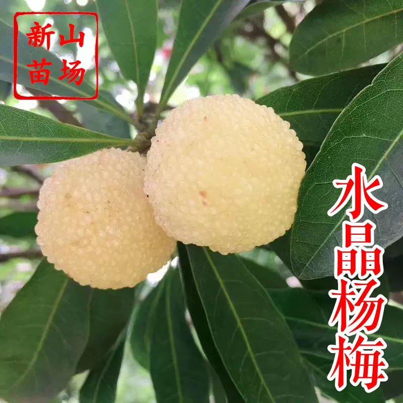 水晶白杨梅苗 新品种浙江上虞二都深红种水晶杨梅树苗