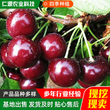 ����������Ϸ������Nֲ���ڼ޽Ӵ���Ҙ���܇���Ә�����Ҙ��m