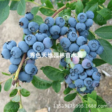 新品种蓝莓树苗大朱莉塔蓝莓苗纯甜盆栽地栽南方北方种植当年结果