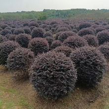 �t����ľ��t���^ľ�����Ϙ��辰ͥԺ�@�־G����������ľ����ֲ��