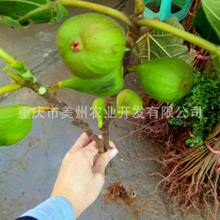 �뽭�o�������Ĵ��o���� �F�ݟo�������Ϻ�����ϟo�����������l