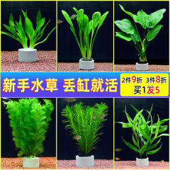 水槽水草モス本物の植物水槽中背景緑菊ムカデ草陰造園装飾緑植物本物の草