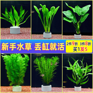 �~��ˮ��Ī˹��ֲ��ˮ�����к󾰾G����������쾰�bGֲ���