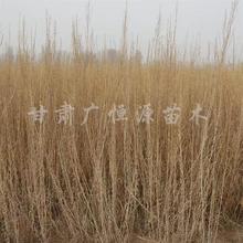 ��Ӧ1������������ �޲��溦 ɳĮ�̻�������ľ ��������