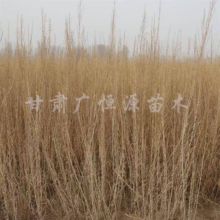 批发一年生两年生梭梭苗【苗圃自产自销】【甘肃货源】