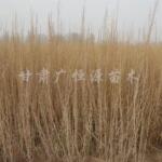 供应1年生梭梭树苗 无病虫害 沙漠绿化梭梭苗木 办理检疫