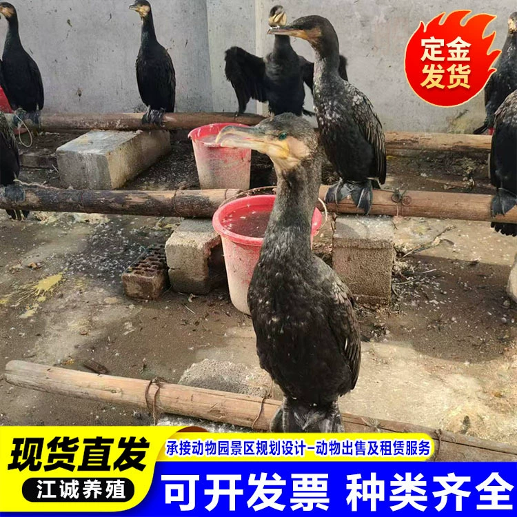 Где я могу купить взрослых рыбных орлов, которые искусственно приручаются и ловят рыбу? Где я могу купить рыбных орлов, которые ловят рыбу в живописных местах?