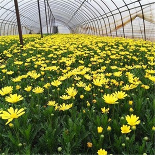 Chrysanthemum seeds Chrysanthemum seeds spring sowing Chrysanthemum coronarium four seasons flowering outdoor flowers and plants easy to grow easy to live flowers sea