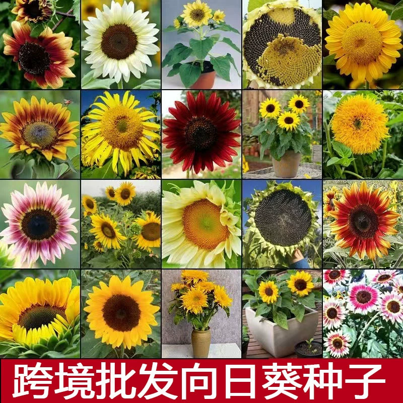 Оптовые семена подсолнечника от производителя, легко выращиваемые декоративные семена цветов для всех сезонов, балконные горшечные и уличные ландшафтные растения