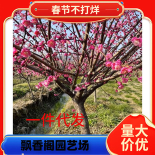 һ�����l�t÷�������ͺ�ͥԺԭ�������D÷���҃����ļ��Nֲ�޽�÷