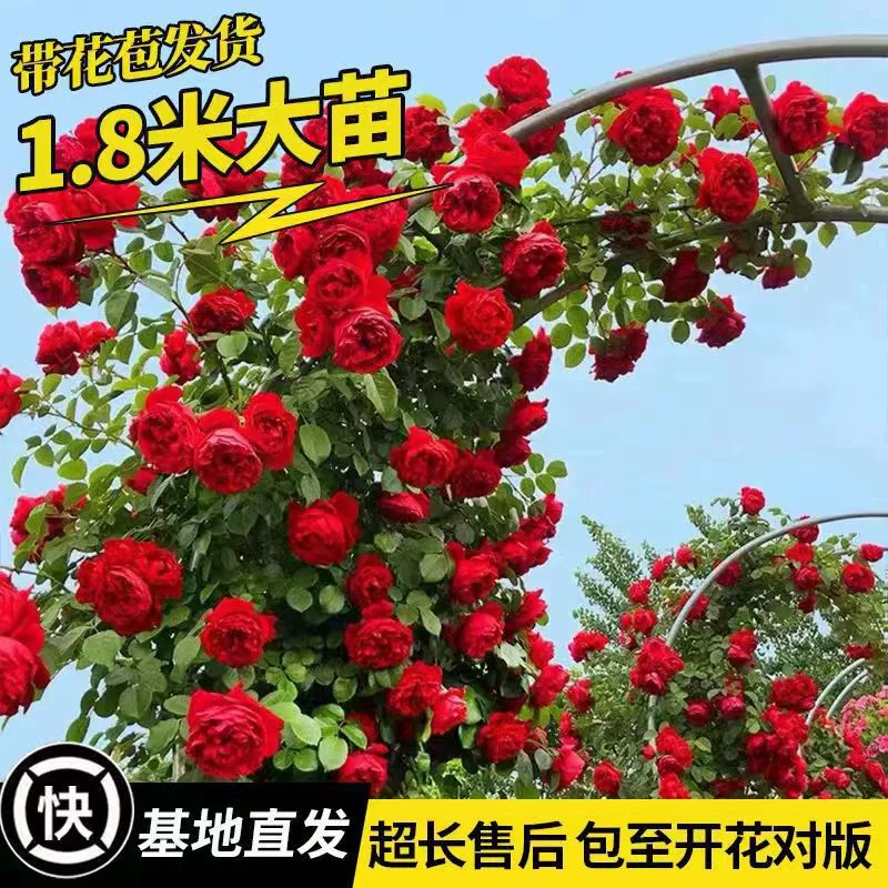 Супер-Большой саженец Виноградная Роза в горшке Флорентийская рассада цветов розы четыре сезона балкон стена вьющаяся лоза рассада цветов розы