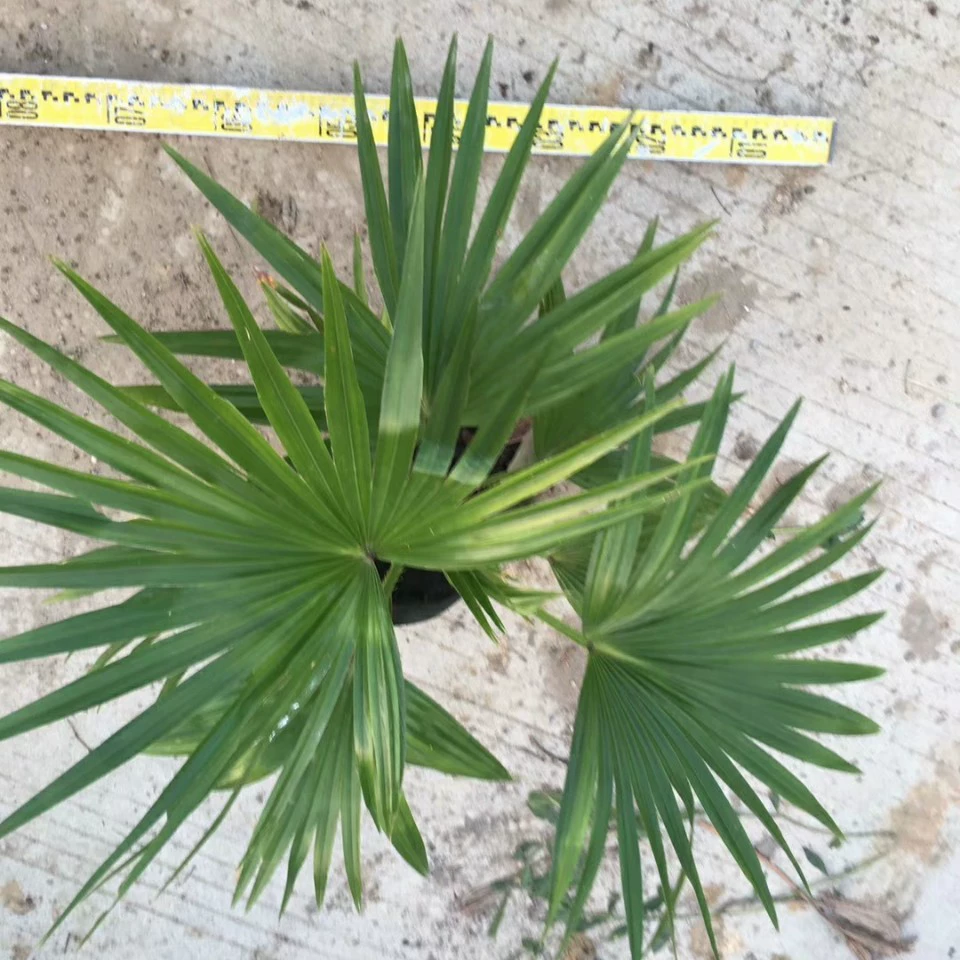 903 оптовая поставка мелких подсолнухов 50-70cm высокая сумка саженцы пальмового дерева сосуда рассада в горшке