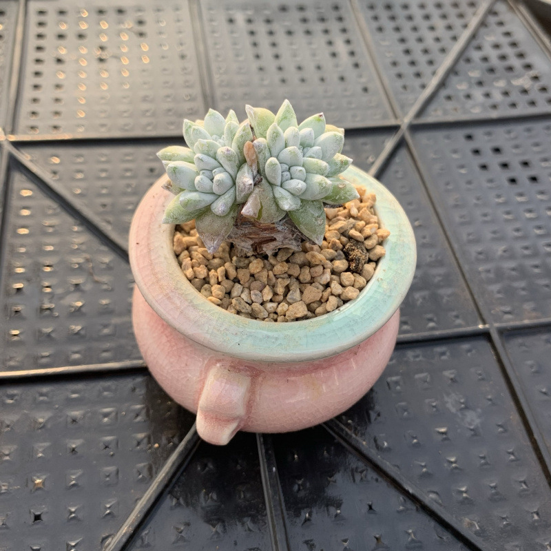 小さな多肉植物、超かわいい、貴重で希少な親指鉢、ミニ鉢植え、鉢付き多肉植物鉢植え、小さな古い支柱|undefined