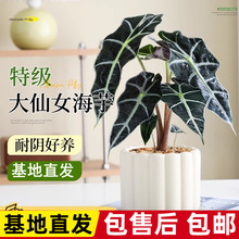 盆栽植物懒人好养绿植办公室内客厅好养中古风工位盆景