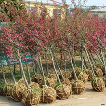 基地批发垂丝西府海棠树苗庭院绿化苗观花植物粉色系庭院树绿化树