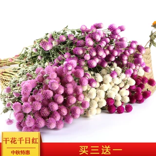 云南干花千日红干花花束情人节礼物自然风干花创意装饰插花道具