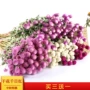 云南情人节千日红干花干花