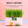 Cat -grass seed hydroponic catnic cat snacks, hair ball -to -kick -golfa cream cat grass seed seed pot planting suit cat supplies