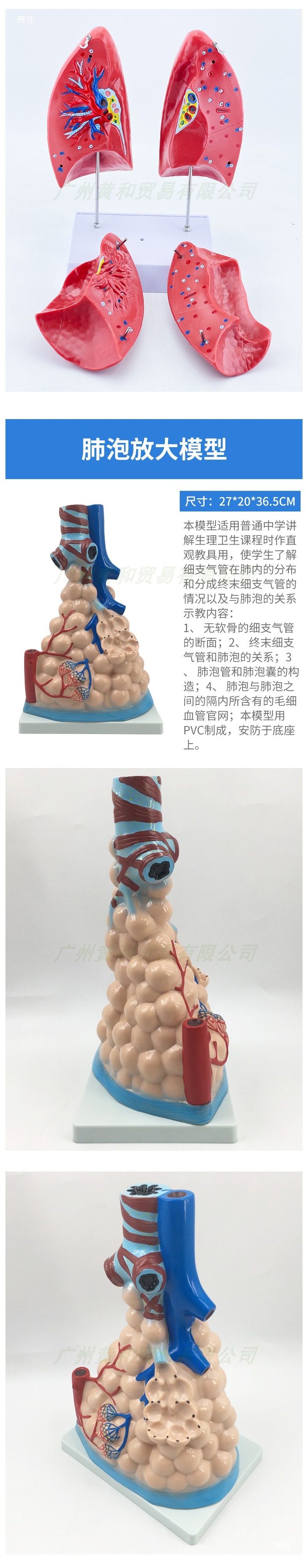 模型病理肺 喉心肺 呼吸系统 内脏系统解剖结构医学教学-阿里巴巴