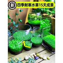 �~��ˮ�ݷN�����B����ƿ�쾰�ײ�ֲ��N����ˮ�������������b�