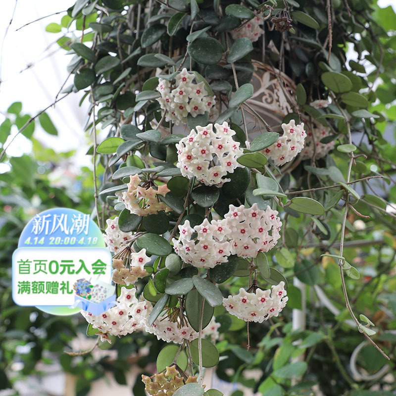 球兰观叶观花植物花团锦簇阳台室内办公桌绿植盆栽苗