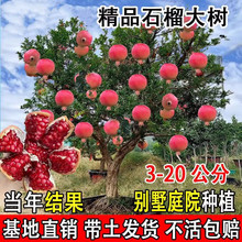 ͻ��˹ܛ��ʯ������o��ʯ��Y��������ϱ���ͥԺ�ļ��Nֲ����