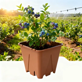 花盆容器;栽培基质;花盆装饰