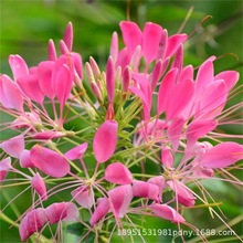 醉蝶花易种易活花籽冬季种花种子室内播盆栽花卉花种籽子多品种