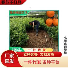 南丰蜜桔苗嫁接皇帝柑橘子树苗当年结果地栽盆栽桔子树南北方种植