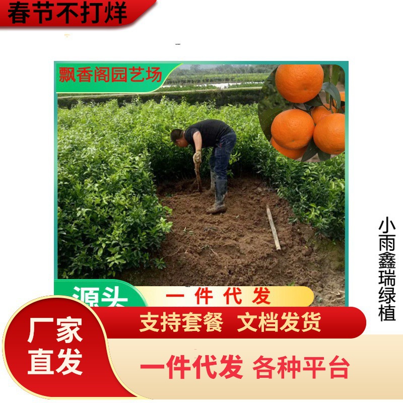 南丰蜜桔苗嫁接皇帝柑橘子树苗当年结果地栽盆栽桔子树南北方种植