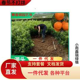 南丰蜜桔苗嫁接皇帝柑橘子树苗当年结果地栽盆栽桔子树南北方种植