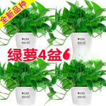 植物藤大盆好养批发客厅大叶吸长盆栽除甲醛绿植室内花卉绿箩