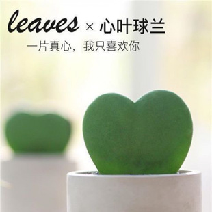 [I Only Love One Person in This Life] Succulent Plant, a Piece of Heart, Balcony Desktop Heart-Shaped Heart-Leaf Orchid Potted Plant